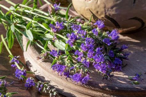 Hyssop In The Bible Fascinating Facts Made Of Still