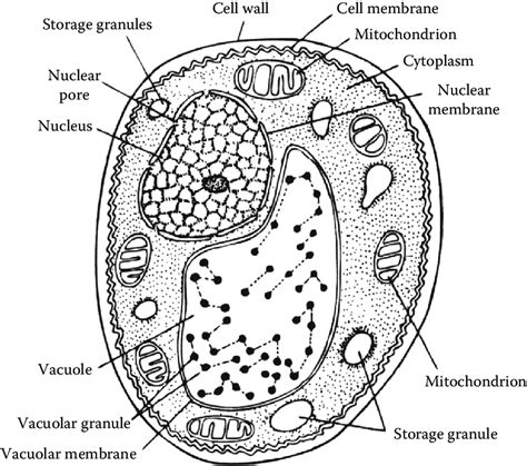 The Cell Structure Of Yeast With Diagram