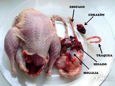 Que Son Mollejas De Pollo