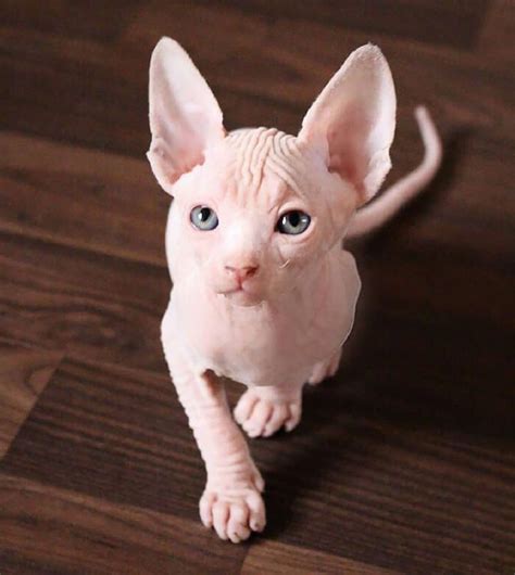 These Adorable Sphynx Photos Will Change Every Sphynx Haters Mind