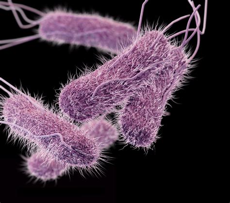 Cdc Posts Surveillance Data On 32 Types Of Salmonella Isolates Food