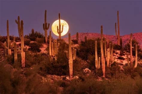 🇺🇸 A Full Moon Rises Behind Tall Saguaros Apache Junction Arizona
