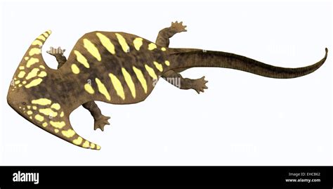 Diplocaulus Is An Extinct Amphibian From The Cambrian To The Permian