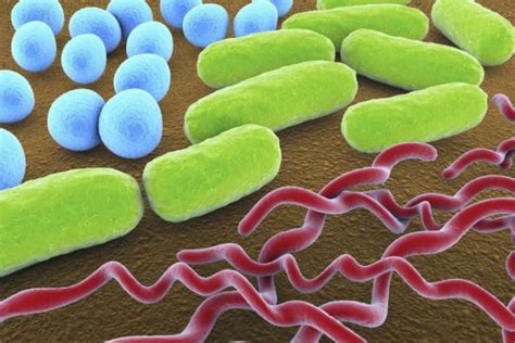 Bacteria are used to help the environment by treating sewage and breaking down oil from oil spills. 3 Common Bacteria Shapes
