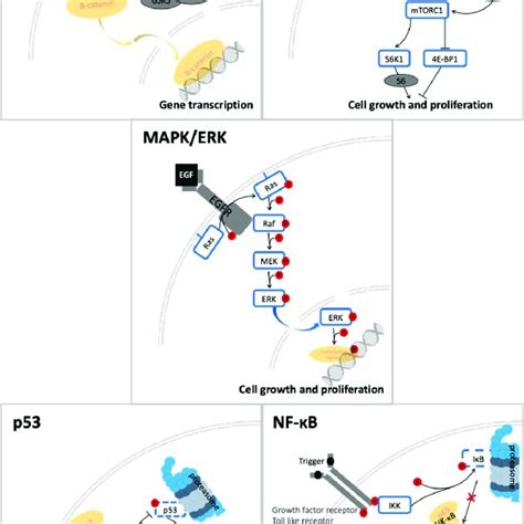 Signal Transduction Pathways In Crc That Are Modulated By Quercetin