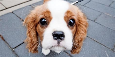 Wichtig dabei ist die zucht. Hoch die Braue: Darum schauen Hunde so süß
