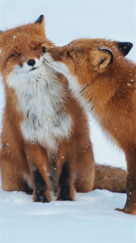 1080x1920 Wallpaper Fox Couple Snow Winter Care Cute