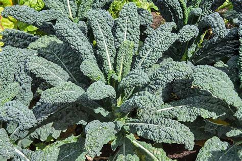 Growing Kale In Home Garden Fasci Garden