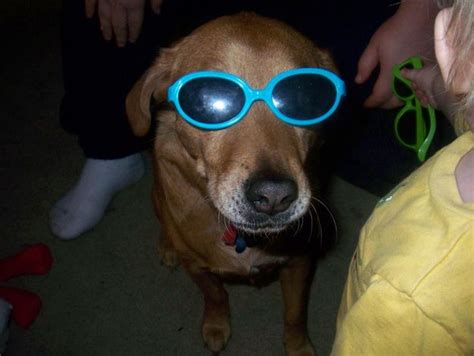Dogs Wearing Sunglasses Wearing Glasses Perfect Photo Best Dogs Cute