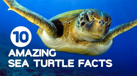 10 Amazing Sea Turtle Facts Youtube