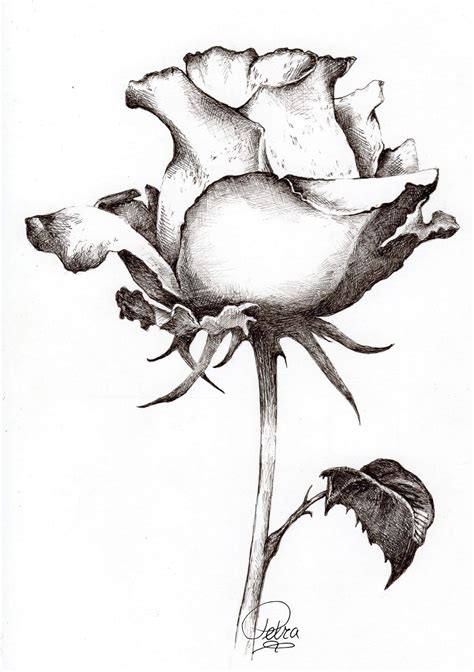 Rose With Ribbon Drawing Free Download On Clipartmag