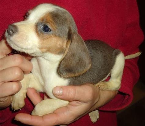 We did not find results for: Rare True Blue Beagle Puppies & A Tri-color Beagle Puppy for Sale in Mechanicsburg, Ohio ...