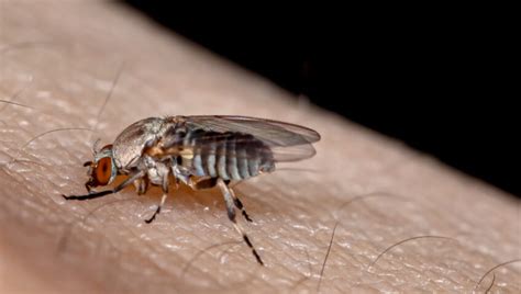 The Buzz On Biting Flies Why Do They Choose Us Slug A Bug Pest Control