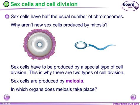 Ppt Ks4 Biology Powerpoint Presentation Free Download Id 808746 Free Download Nude Photo Gallery