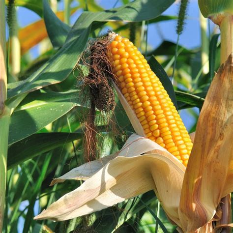 Corn Maize Early Leaming Seeds The Seed Collection