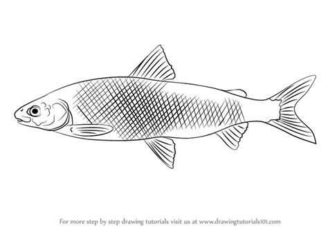 Hand drawn zentangle fishes, whale, octopus, stingray for adult. Learn How to Draw a Whitefish (Fishes) Step by Step ...