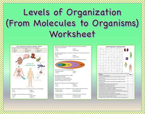 Levels Of Organization From Molecules To Organisms Worksheet