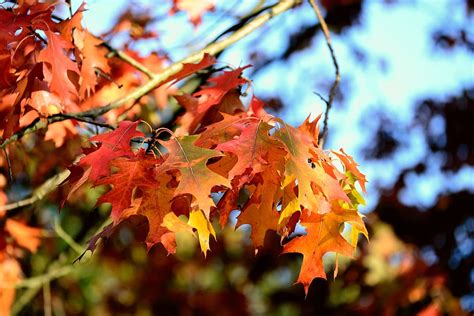 Fall Foliage Oak Oak Leaves Leaves Autumn Autumn Colours Fall