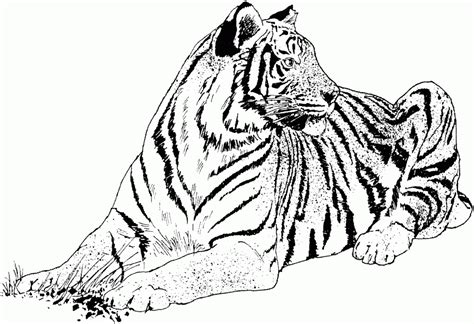 A tiger on a tree: Realistic Tiger Coloring Pages - Coloring Home