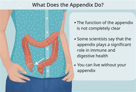 What Is The Function Of Appendix Of Our Digestive System Printable