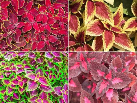 Coleus Plant Care How To Care And Use Colorful Coleus Plants