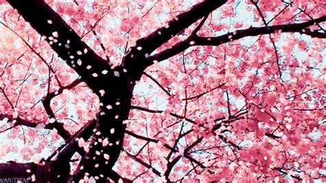 Cherry Blossoms Anime  Cherry Blossoms Anime Descubre Y Comparte 