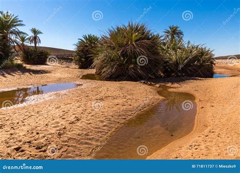 Water In The Oasis Sahara Desert Stock Image Image Of Alone Natural