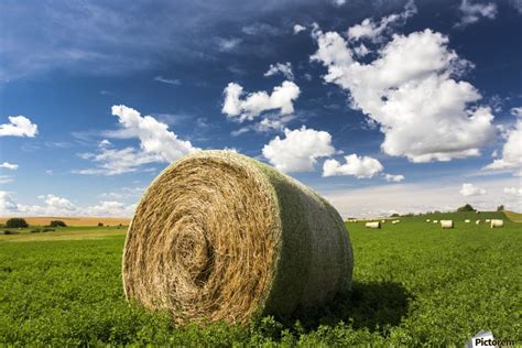Close Up Of Large Round Hay Bale In An Alfalfa Field With Clouds And