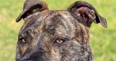 Buddy Large Male Neapolitan Mastiff X Irish Wolfhound X Mix Dog In Sa