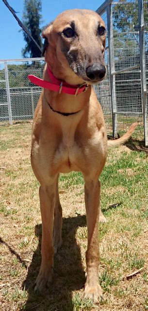 Greyhounds as pets of northeast florida inc. Racing and Wagering Western Australia | Greyhounds as Pets