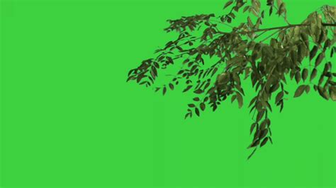 Trees Green Screen Video Youtube