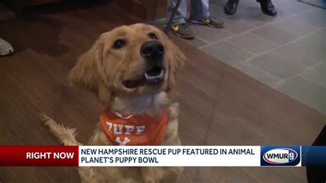 If you've ever craved the experienced of a working farm without having to do the chores, you can load the live barnyard webcam at flying skunk farm in martha's vineyard, massachusetts. Local rescue pup plays in Puppy Bowl on Animal Planet