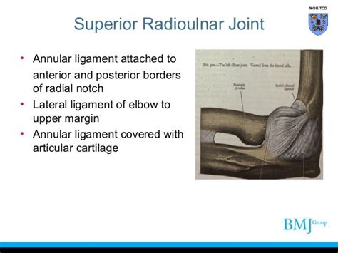 Anatomy Of Superior And Inferior Radioulnar Joint