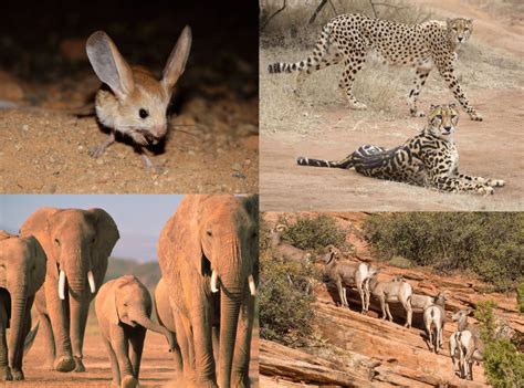 Animales Del Desierto Plantas Vegetación Sahara 2023