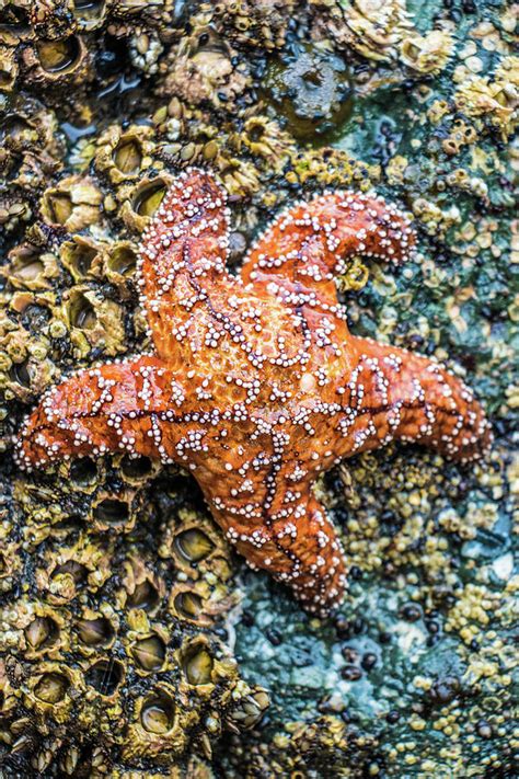 Ochre Sea Star Starfish Photograph By Jordan Hill