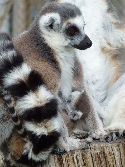 Longleat Lemurs Mother And Baby Free Photo On Pixabay Pixabay