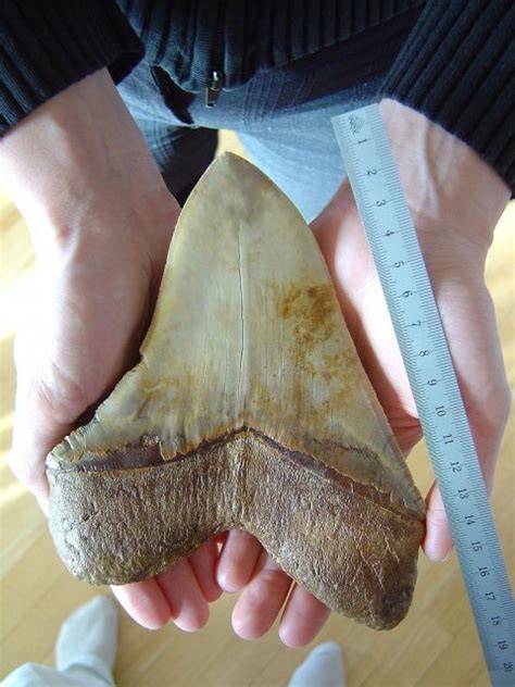 Couple Discovers Giant Million Year Old Megalodon Tooth In A River