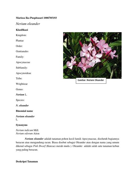 Check spelling or type a new query. Paling Keren 14+ Gambar Bunga Oleander - Gambar Bunga Indah