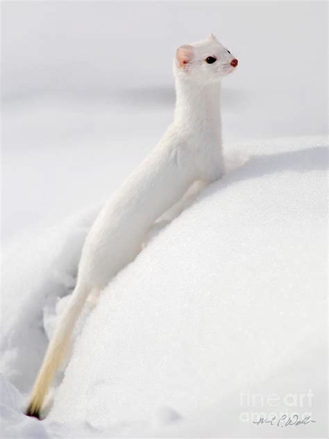 Ermine Close Up Photograph By Michael Waller Fine Art America