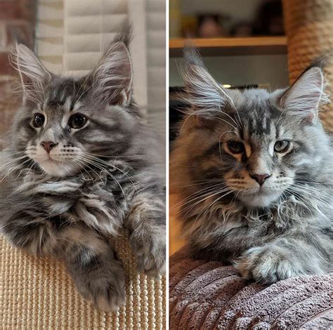 These huge feline furballs come in many colors and patterns, are. Full Grown Big Full Grown Maine Coon Cat - Baby Black ...