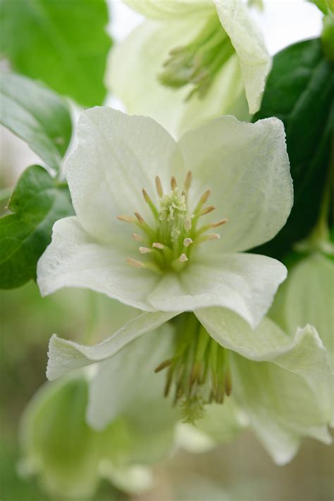 Winter Flowering Clematis The Finished Shots Jason Ingram Bristol