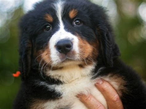 Portrait Of A Beautiful Bernese Mountain Dog Puppy Wallpapers And