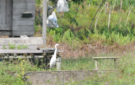 A Wandering Naturalist Sarawak Rails And Ricebirds