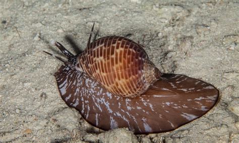 Giant Sea Snail