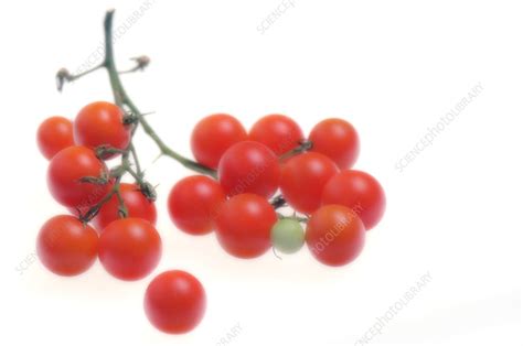 Cherry Tomatoes Solanum Lycopersicon Stock Image H1104496