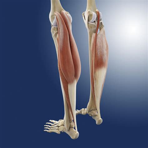 Calf Muscles Artwork By Science Photo Library 58 Off