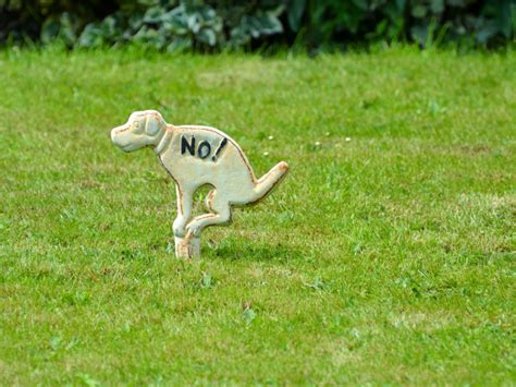 Dog Urine Killing Lawn How To Protect Grass From Dog Urine