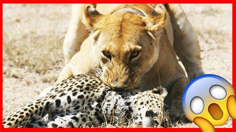 ⚠️⚠️ Lion Vs Leopard Real Fight ⚠️⚠️ Wildlife Photography Youtube
