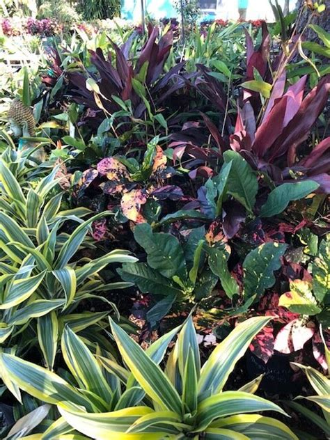 (h5) a floriferous bloomer with white flowers in june. Gardening Field Trip to Landmark Nursery — Victoria's Bloomers