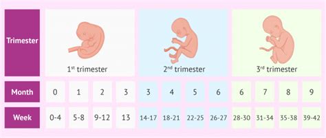 pregnancy stages week to month and trimester conversion chart